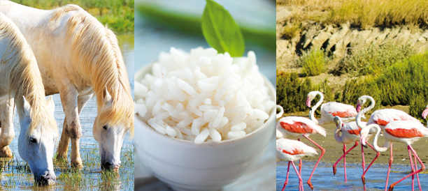 Riz de Camargue pour Risotto 500g – Image 3